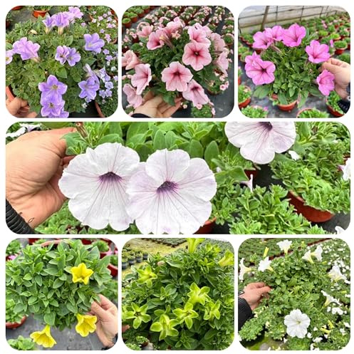 semillas de petunia - jardín mariposas resistentes decorativas perennes 300pcs