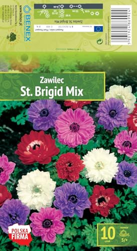 AGRONOM | ANEMONE - BRIGID MIXED | Blumenzwiebeln | Bunt Blumen | Werden in Blumengärten, Töpfen angebaut, in blühenden Rasenflächen | 10 Blumenzwiebeln