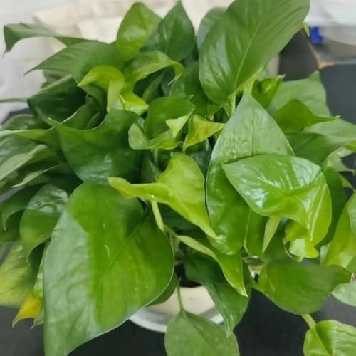 pothos da interno esotico verdi sospesa decorazione da giardino per aiuole rialzate esterno rampicante sempreverde balcone resistenti in vaso 100semi