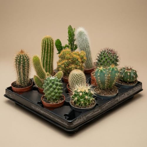 urbanjngl - Kakteen-Set (6er Pack)