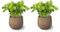 SMPLY. - Planta Albahaca - Pack 2 - Altura: 20 cm - Maceta 10 cm - Planta Antimosquitos -Hierba Aromática Interior y Exterior - Ideal Huerto Urbano y Jardín - Maceta de Cerámica No incluida
