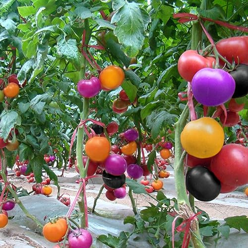PERZOE 300 Pezzi di Semi di Pomodoro Colorati, Deliziosa Frutta Verdura casa Giardino Decorazione del Cortile Semi di Pomodoro 300 Pezzi