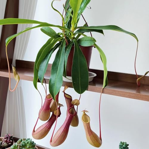 Semillas de planta carnívora, semillas de Nepenthes, semillas de plantas de interior Nepenthes mirabilis, plantas en macetas resistentes plantas exóticas plantas de interior exóticas 500pcs