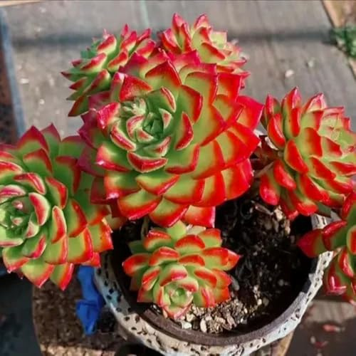 SukkulentenSamen, exotische zimmerpflanzen bio gartenpflanzen balkon kübelpflanzen topfpflanzen 150pcs