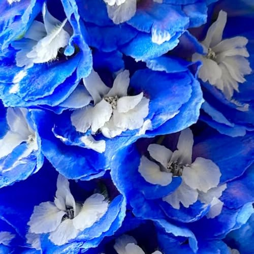 rittersporn, alte sorten bodendecker schnittblumen schmetterlingswiese steingartenpflanzen winterhart balkon gewächshäuser 350samen