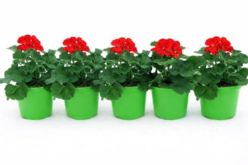 POWERS TO FLOWERS - GERANIO ZONALE HERCULES, PELARGONIUM, 5 PIANTE VASO 14 ROSSO, piante vere