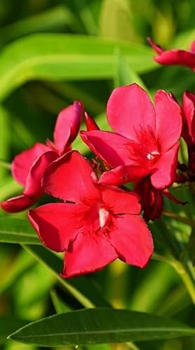 Pianta di Nerium oleander Emile Sahut Fiore Rosso in Vaso da 18cm