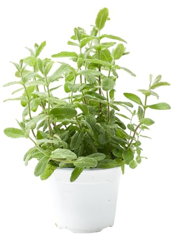 Verdecora Menta Surtida en maceta Ø13cm | Mentha spp. | Planta Aromática y Medicinal | Variedad Aleatoria | Ideal para Cocina, Infusiones y Cócteles | 1 Unidad