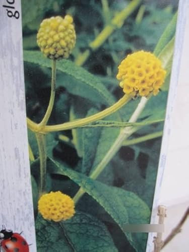 Kugel-Sommerflieder Globosa - Buddleja globosa