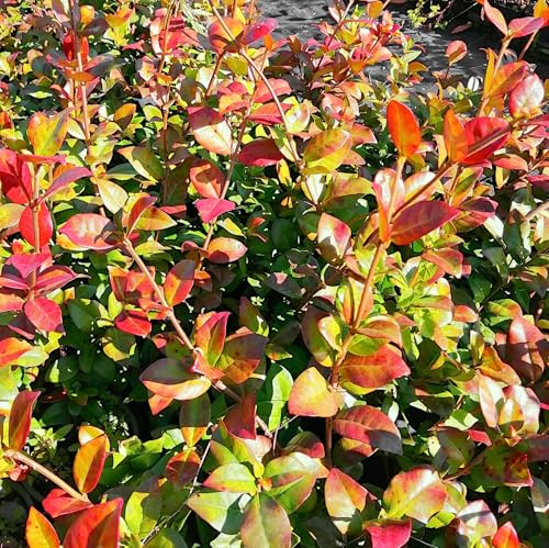 Gelsomino Rampicante, 4 piante alte 40/60 cm, vaso 13