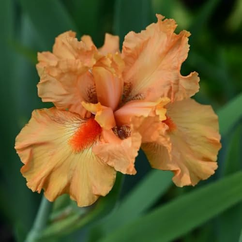 iris - decorazione giardino in miniatura autunnali, resistenti,te decorazioni giardino per esterni appartamento forniture Coltivare sul 3Bulbi