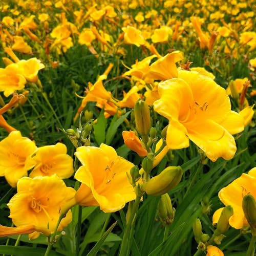 Semi di daylily, Hemerocallis fulva, resistenti per il giardino perenni agli emerocallidi, campo luoghi soleggiati 50pcs