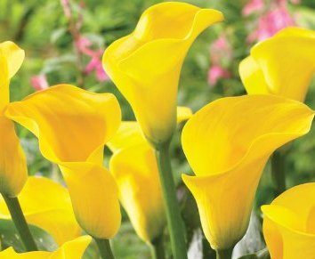 California Gold Calla Lily, Yellow Flowers, Blooming Sized Bulb, Easy to grow