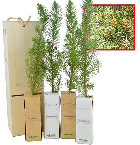 PINO PIÑONERO (pinus pinea) - Pino natural de 30-40 cms de altura. Ideal para transplantar o para regalar (4)
