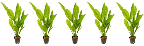 WASSERPFLANZEN WOLFF - 5 Töpfe schöne Große Amazonas-Schwertpflanze/Echinodorus bleheri, Breite Amazonasschwertpflanze Aquarium Klassiker Hintergrund Solitärpflanze