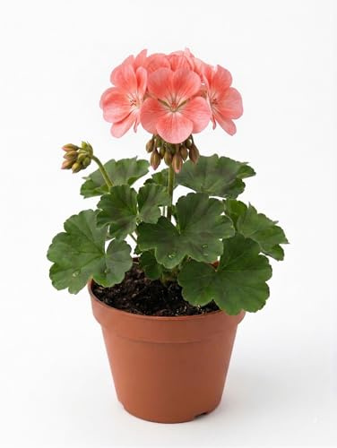 Geranio Zonale Rosa Salmone in Vaso | Pianta Fiorita da Balcone e Giardino | Fiori Primaverili Eleganti e Resistenti | Ideale per Vasi e Fioriere | Fioritura Abbondante e Duratura