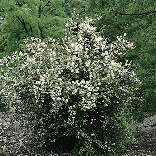 Duftender Bauernjasmin - Pfeifenstrauch Philadelphus coronarius sehr winterhart stark duftend weiße Blüte (3 Liter Topf 60-80cm)