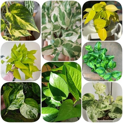 Semi di Pothos - d'appartamento facili curare per giardinieri sempreverde, resistente al freddo vecchie varietà decorative per la decorazione pareti semi 300pcs