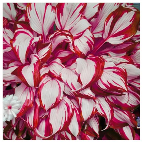 Excellent Display, Hosta Bulbs for Planting, Wedding Flowers,Cut Flowers, Natural Organic, Good for Containers-6 Bulbs-A