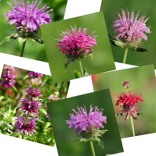 Semi di ortica indiana - resistenti vecchie varietà biologici giardino perenni 500pcs