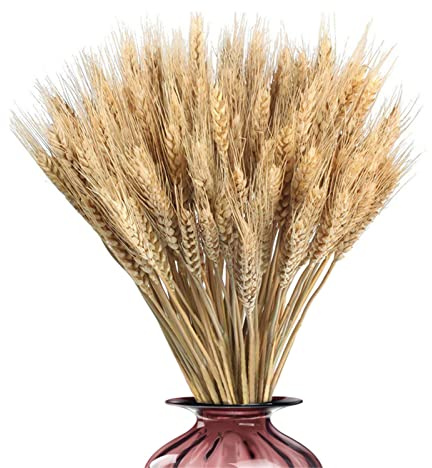 Qikam 100 Getrocknete Blumen Weizen Natürliche Trockenblumen Deko Getrocknete Weizen Blumen Für Hochzeit Mittelstücke, Goldene Natürliche Getrocknete Weizengras Bouquet Getrocknete Weizengarben