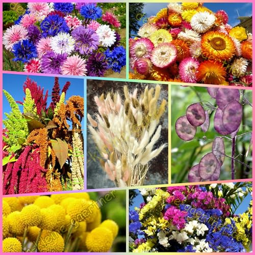Trockenblumen-Mix Samen-Mischung für farbenfrohe Trockensträuße und Gestecke Blumensamen 250 Samen GEMISCHT in EINER TÜTE von der-kleine-gaertner