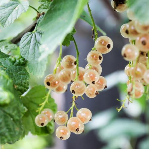 grosellas, espinosas sostenibles Cultivo de verdes, de interior resistentes con en uso exterior, bancal elevado 40semillas