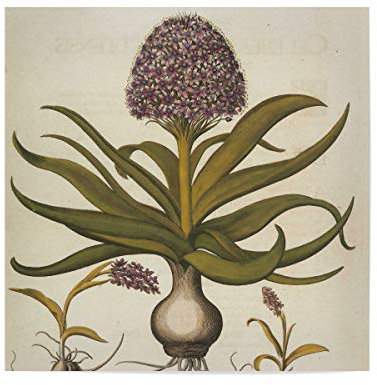 artboxONE Poster 30x30 cm Natur Hyazinthen hochwertiger Design Kunstdruck - Bild Blume Botanical botanik