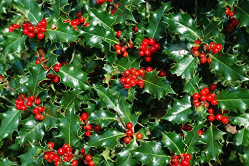2 Holly Hedging Plants Native Evergreen Ilex Aquilfolium Fast Growing Shrubs 25-30cm Potted Sunnyside Nurseries