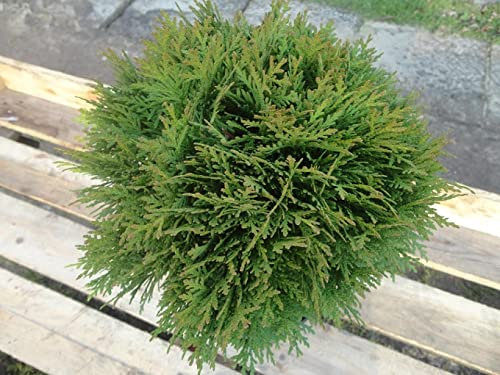 Thuja occidentalis Danica - Zwergiger Kugel-Lebensbaum Danica