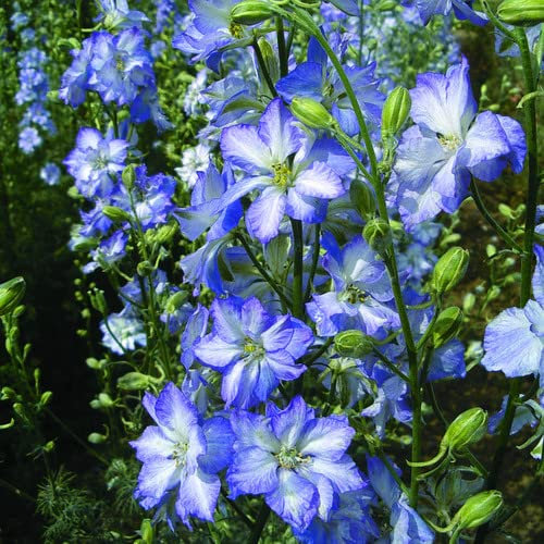 Larkspur Frosted Skies - Delphinium consolida 30 Seeds