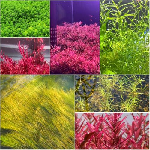 acquatiche resistenti per stagni - semi decorativi acquatiche letti elevati per giardino giardineria per interni perenni resistenti 500pcs