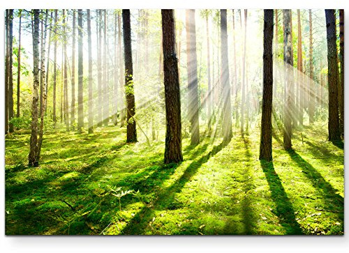 Leinwandbilder | Bilder Leinwand 120x80cm Sonnenstrahlen im Wald