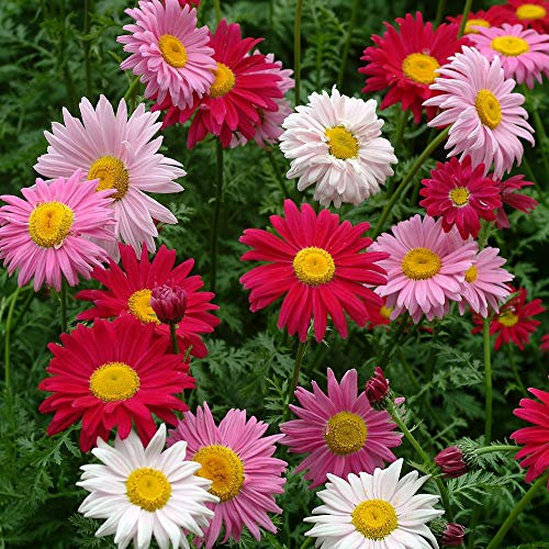Livingstone Daisy Sparkles Mixed Seeds– Pack of 600 Seeds – Bright Glowing Flowers – Flowers Open with The Sun - for Your Beautiful Summer Garden