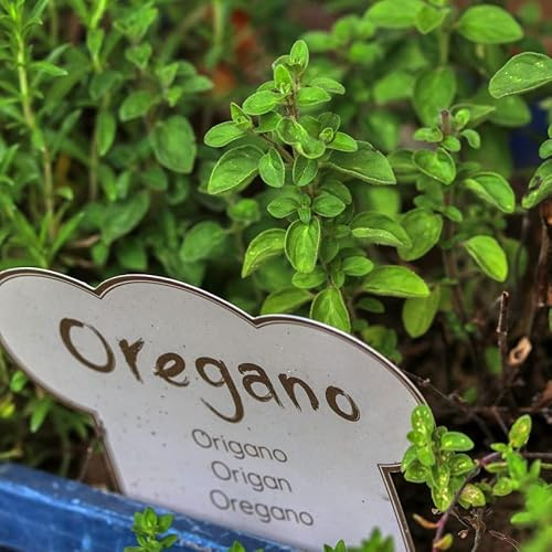 Semillas de Orégano PREMIUM para Cultivar Planta Aromática para Cocinar