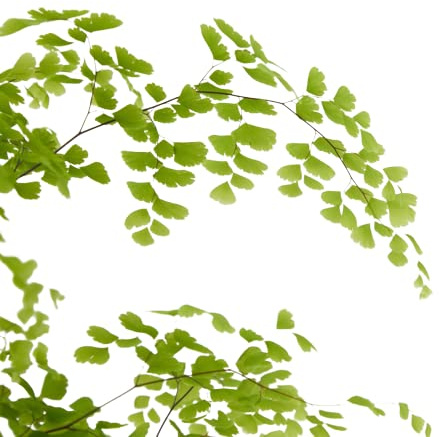 Agrega un Toque de Frescura con la Planta Natural de Adiantum o Cabello de Venus