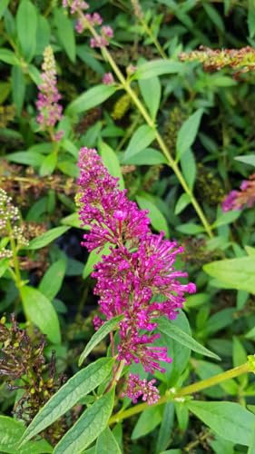 Buddleia davidii BUZZ 'Magenta'® / Arbre aux papillons nain/Conteneur de 3 à 4 litres