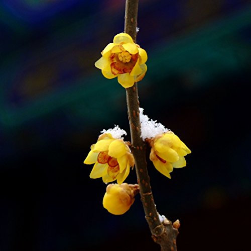 20 Semi Chimonanthus Praecox deciduo Arbusti paesaggistica pianta
