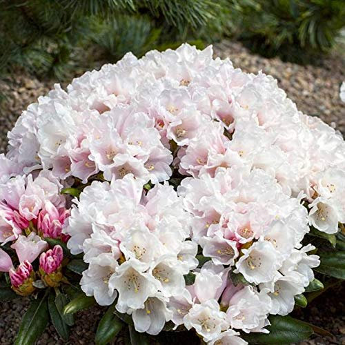Rhododendron yakushimanum Edelweiß 30-40 cm – Winterhart, Immergrün, Mehrjährig – Alpenrose – Zierstrauch für Garten & Kübel