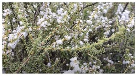 Pezzi - 10x Eriocephalus Africanus Africano Rosmarino Giardino Piante - Seme B746 - Seeds & Plants Shop by Ipsa