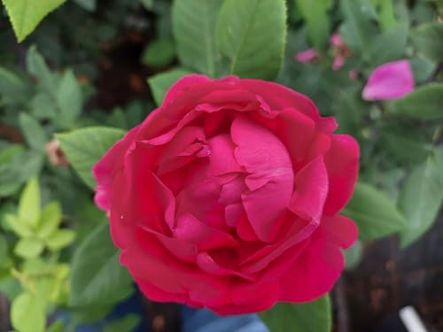 Rose * Ulrich Brunner Fils * Rarität im Topf gewachsen