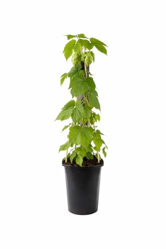 Hopfenpflanze Humulus lupulus 40–60 cm – Echter Hopfen winterhart, starkwachsend, mehrjährig – Kletterpflanze für Garten, Balkon & Sichtschutz