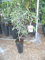 Litchi/litchi (litchi chinensis) un jeune arbre.