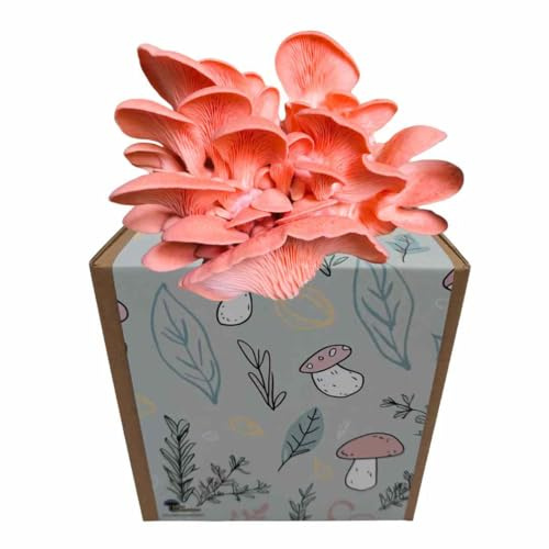 Myko Manufaktur Myko-Box Pilzzucht-Set – Rosenseitling – Grow Kit für zuhause – edle Designer-Boxen (Kräutergarten)