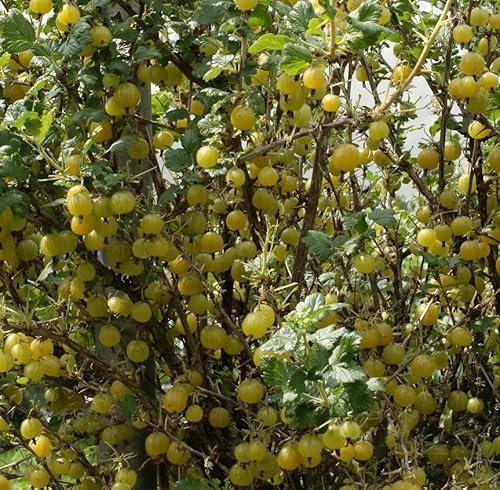 Gelbe Stachelbeere `Lady Sun´, mehltaufeste, dornenarme Sorte, ca. 60cm im 3,5 Liter Topf