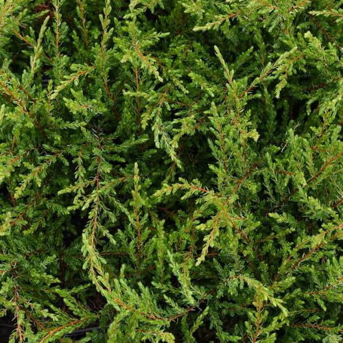 Juniperus Communis 'Repanda' Low-Maintenance Spreading Ground Cover with Dark Green Foliage Award-Winning RHS AGM Conifer 1X or 3X 1 Litre Pots by Thompson and Morgan