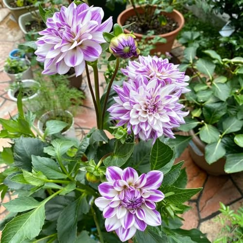 tuberi di dalia giardino primaverili regalare adatto alla coltivazione 4pcs