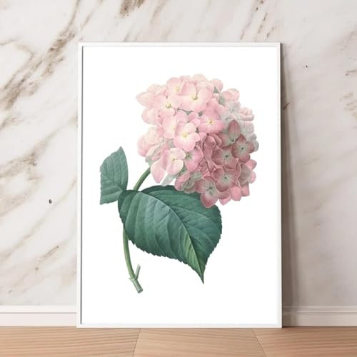 LIMAIDUO Pink Hortensia Hydrangea Flower Print Botanical Illustration Poster Wall Art Canvas Painting Pink Floral Decor 50x70cm Frameless
