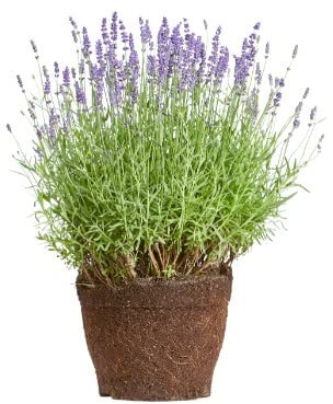 Lavandula Angustifolia | DECOALIVE | Lavanda | Espliego | Planta Natural