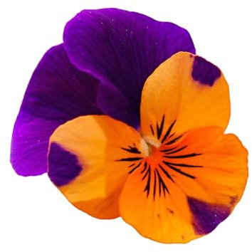 Winter Pansy Plants, 'Purple and Orange', 20 x Full Plant Pack, Pansies, Winter Bedding Plants, Garden Ready and Ready to Plant, Premium Quality Flowers
